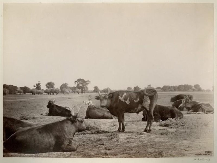 Donskoy album by Ivan Vasilyevich Boldyrev Donskoy album by Ivan Vasilyevich Boldyrev