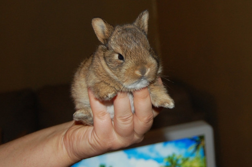 Don't be sad: these animals will remind you that the world is beautiful after all Don't be sad: these animals will remind you that the world is beautiful after all