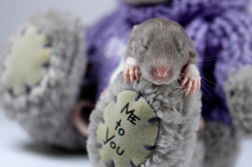 Don't be sad: these animals will remind you that the world is beautiful after all Don't be sad: these animals will remind you that the world is beautiful after all