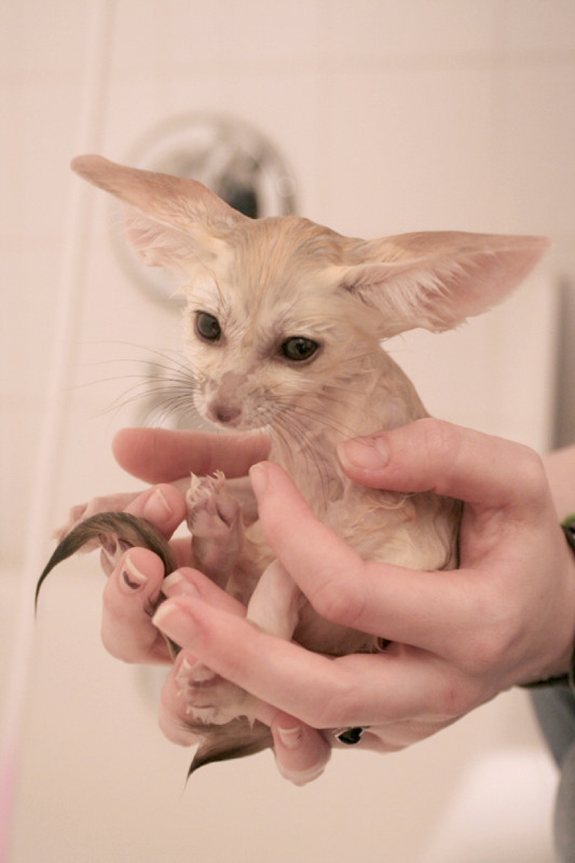 Don't be sad: these animals will remind you that the world is beautiful after all Don't be sad: these animals will remind you that the world is beautiful after all