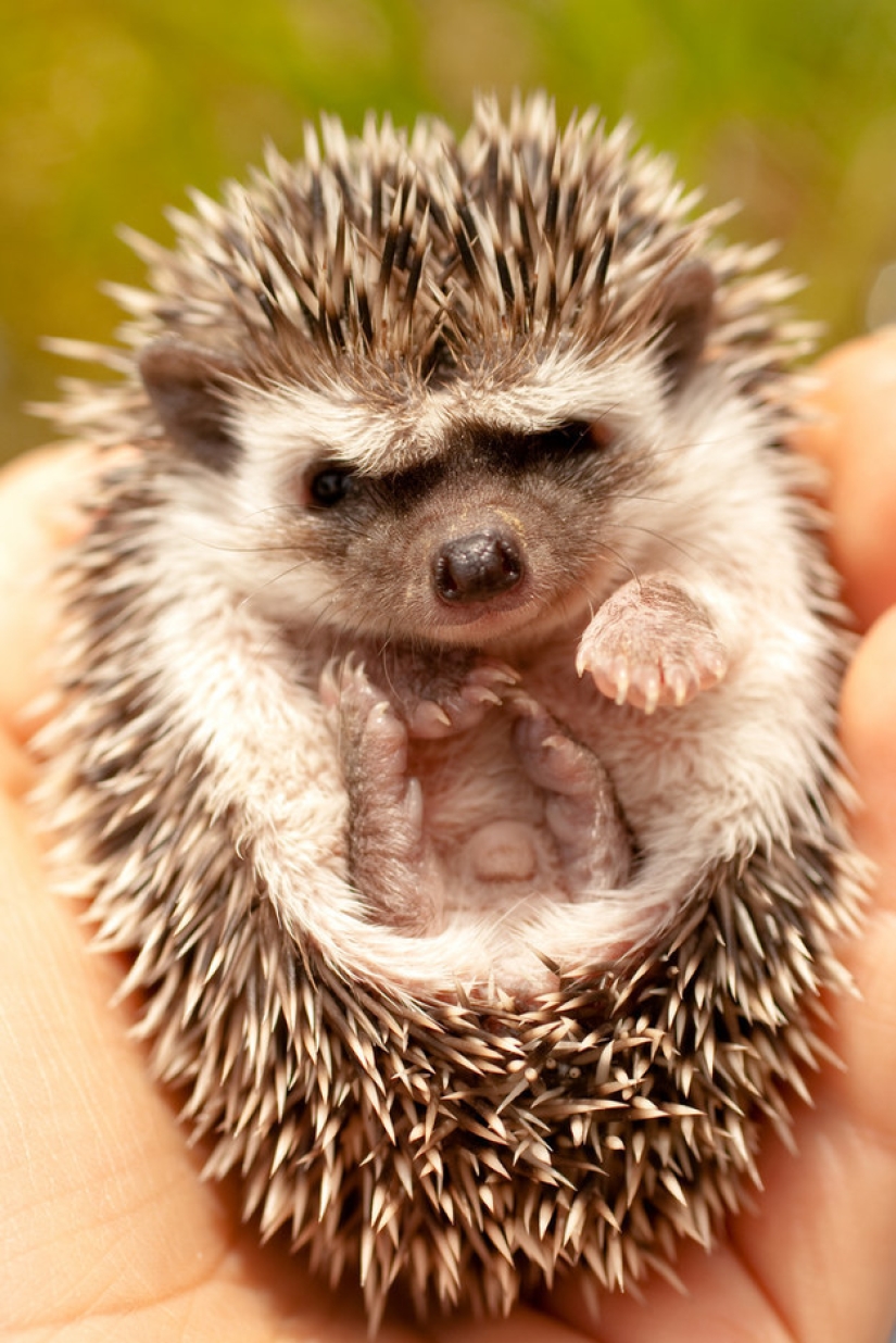 Don't be sad: these animals will remind you that the world is beautiful after all Don't be sad: these animals will remind you that the world is beautiful after all