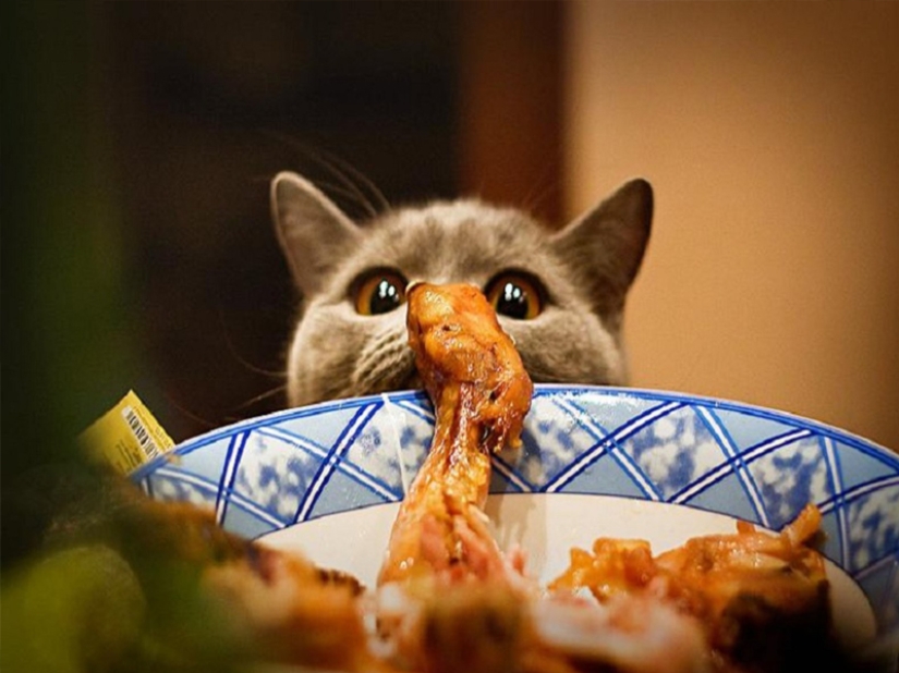 Don't leave food unattended while these pets are around!