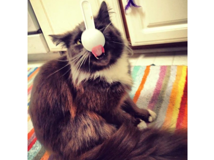 Don't leave food unattended while these pets are around!