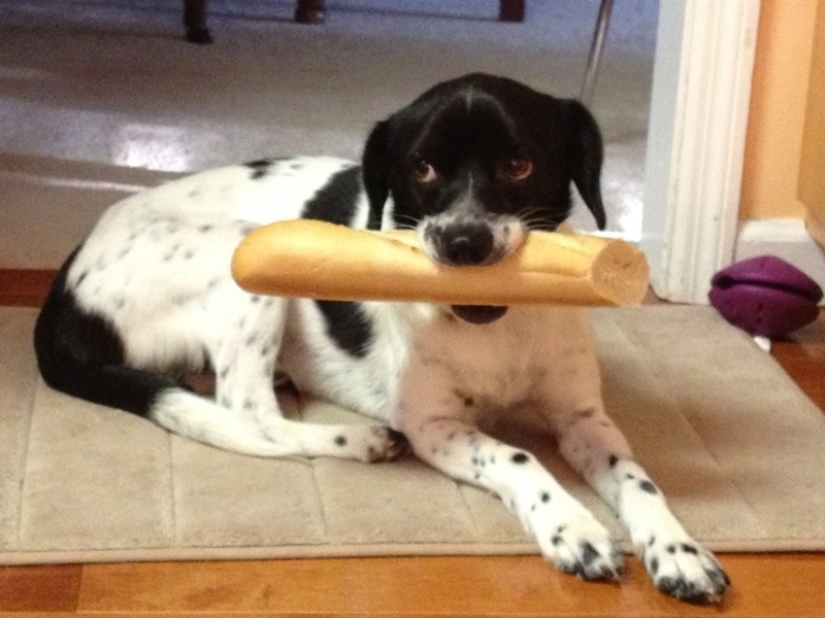 Don't leave food unattended while these pets are around!