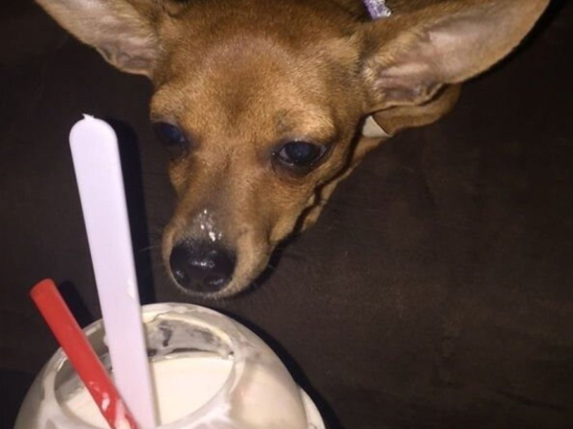 Don't leave food unattended while these pets are around!