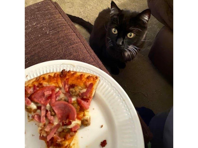 Don't leave food unattended while these pets are around!