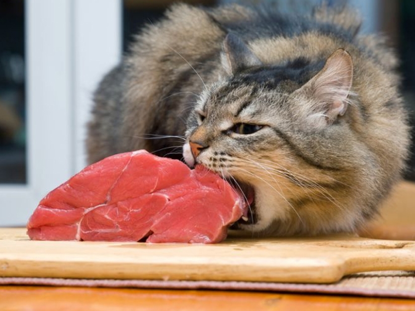Don't leave food unattended while these pets are around!