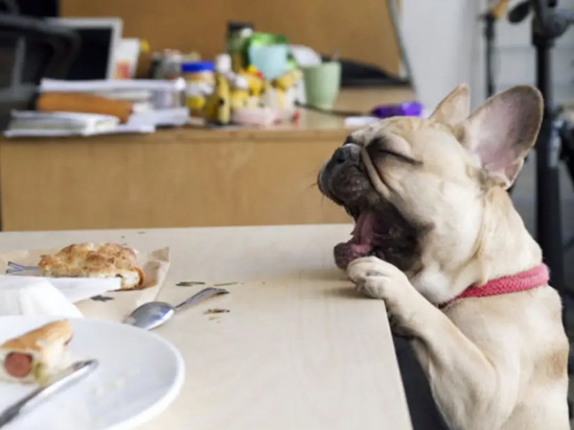 Don't leave food unattended while these pets are around!