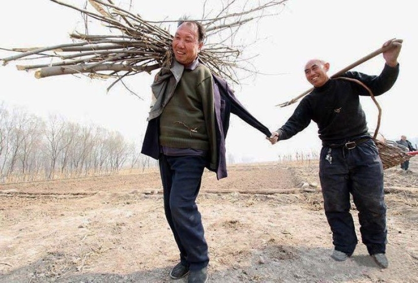 Dos chinos plantaron 10.000 árboles