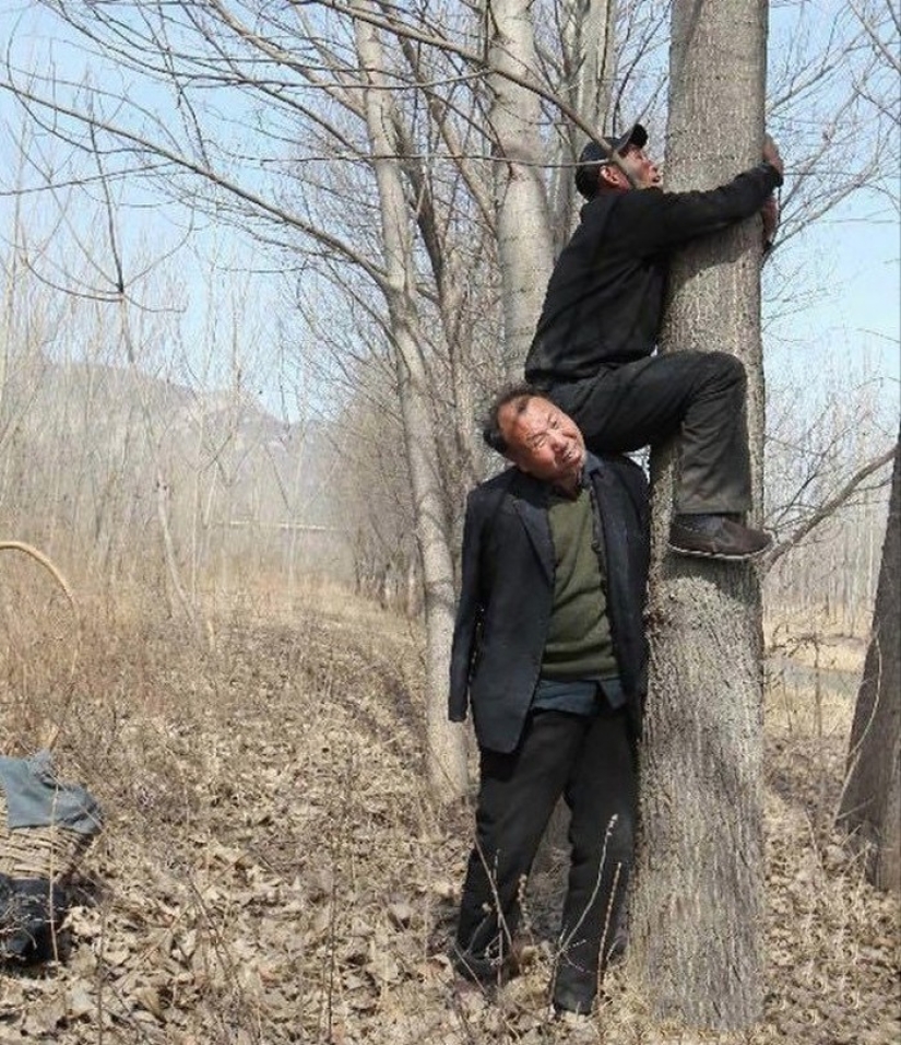 Dos chinos plantaron 10.000 árboles