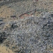 Dos millones de musulmanes se reunieron en el Monte Arafat para la culminación del Hajj Dos millones de musulmanes se reunieron en el Monte Arafat para la culminación del Hajj
