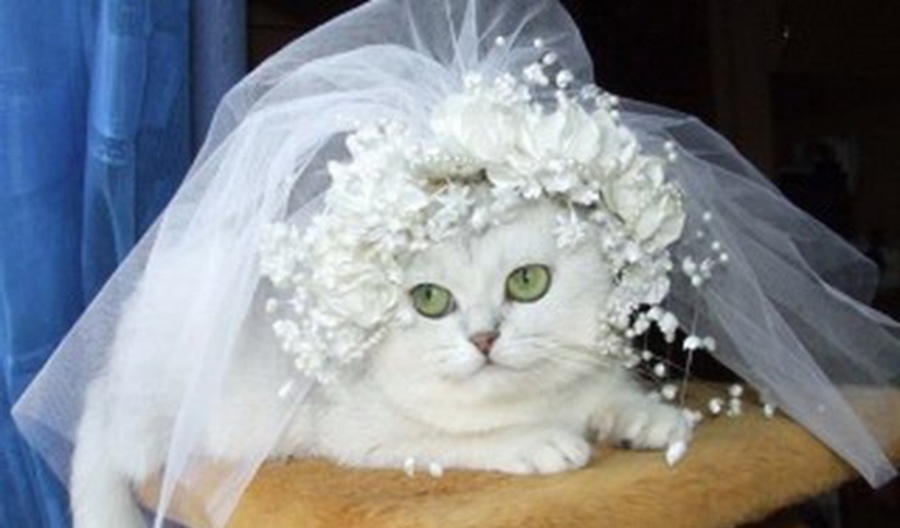 Dreamalkina, Davalkina and 3 other types of women who have problems with "married"