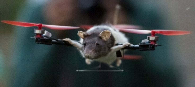 Drones from dead animals — a strange startup from the Netherlands