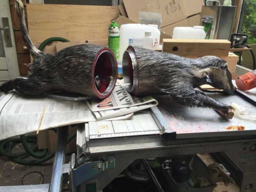 Drones from dead animals — a strange startup from the Netherlands