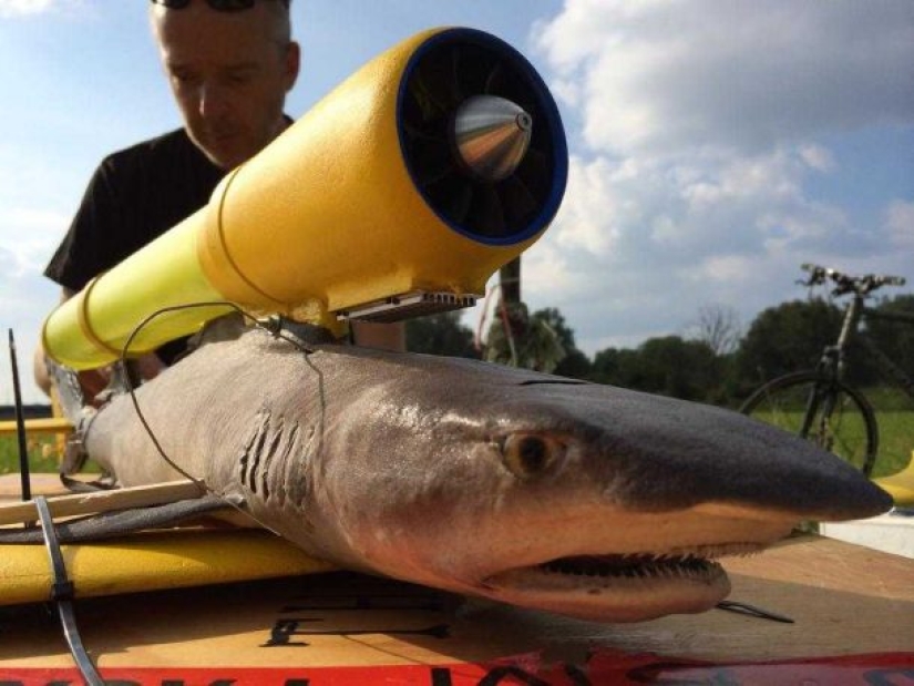 Drones from dead animals — a strange startup from the Netherlands