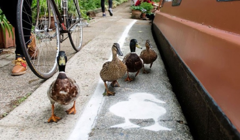 Duck tracks in the UK: birds have become full-fledged road users