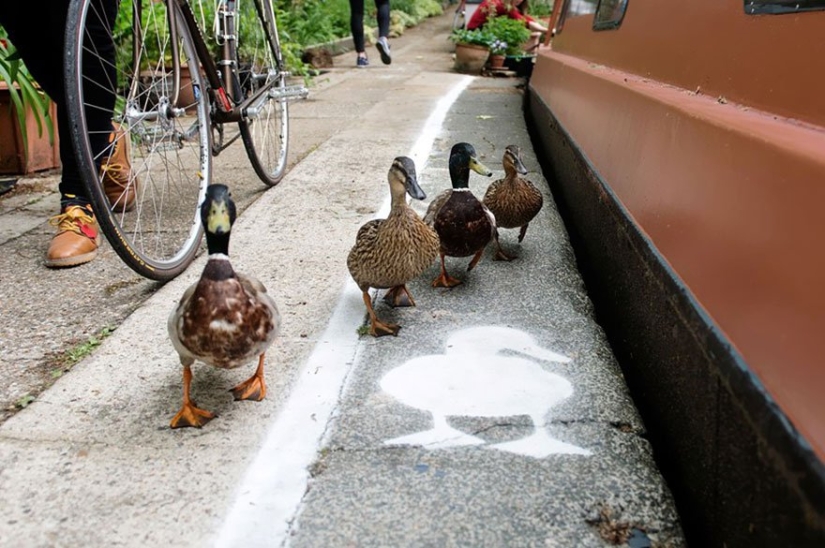 Duck tracks in the UK: birds have become full-fledged road users