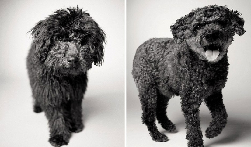 Durante el viaje, el perro podría crecer! Durante el viaje, el perro podría crecer!