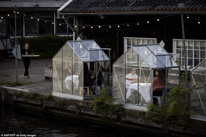 Dutch restaurant planted visitors to have dinner in greenhouses Dutch restaurant planted visitors to have dinner in greenhouses