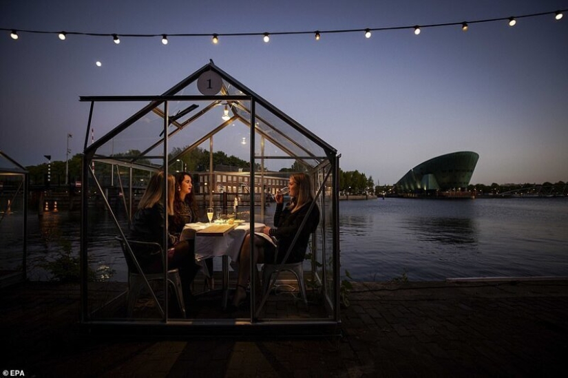 Dutch restaurant planted visitors to have dinner in greenhouses Dutch restaurant planted visitors to have dinner in greenhouses