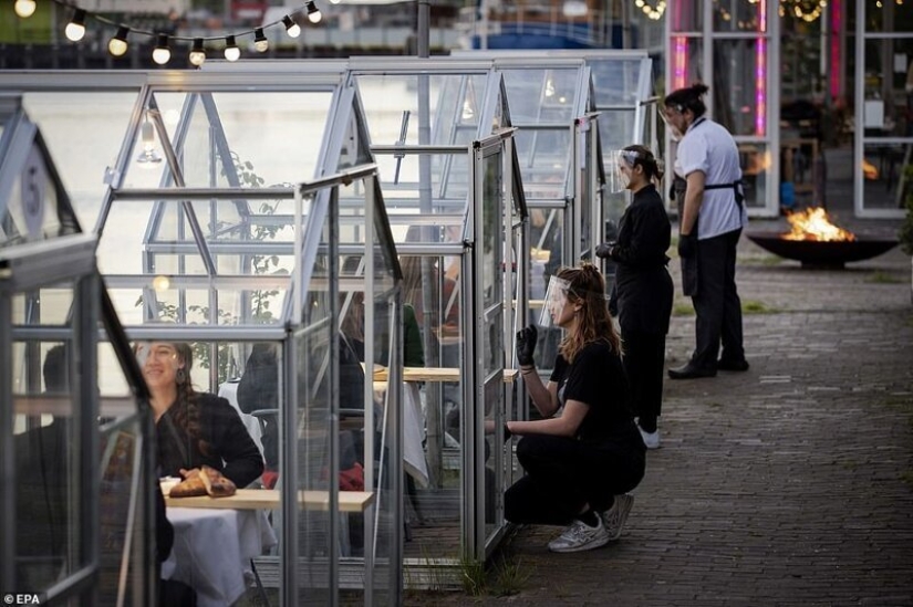 Dutch restaurant planted visitors to have dinner in greenhouses Dutch restaurant planted visitors to have dinner in greenhouses
