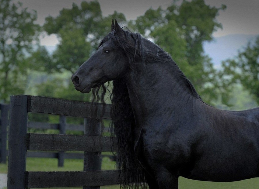 El caballo más hermoso del mundo.