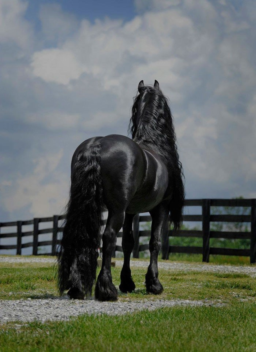 El caballo más hermoso del mundo.