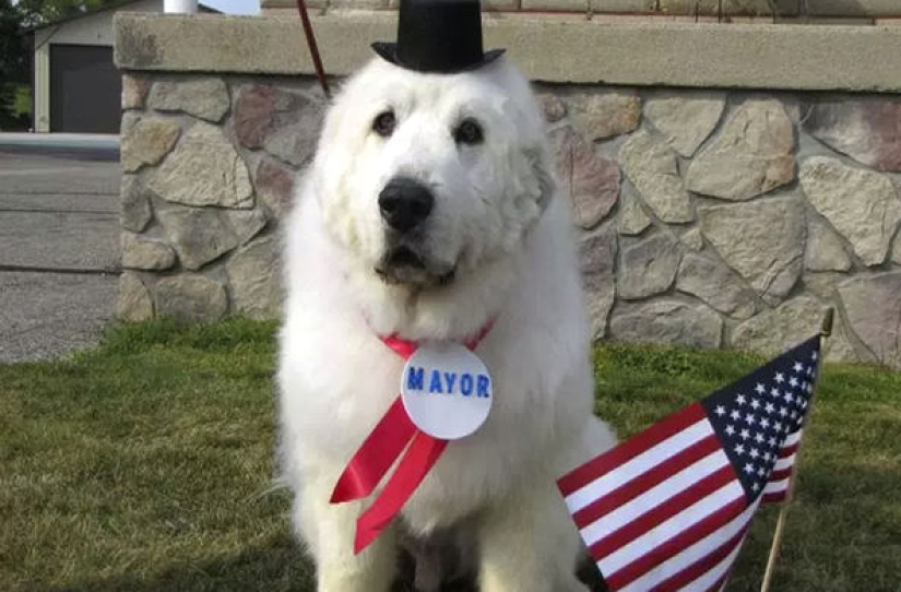 El cuatro veces reelegido alcalde de perros de los Estados Unidos dejará su cargo por jubilación