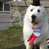 El cuatro veces reelegido alcalde de perros de los Estados Unidos dejará su cargo por jubilación