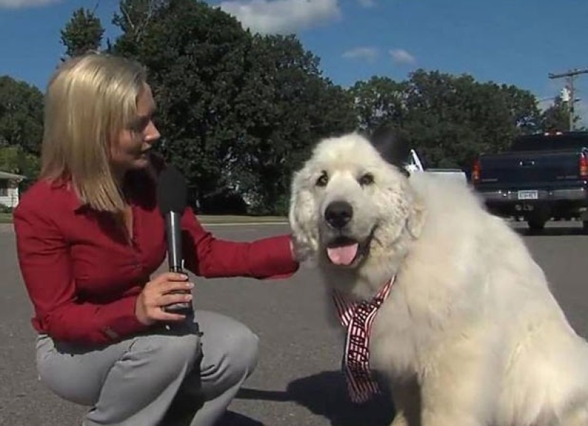 El cuatro veces reelegido alcalde de perros de los Estados Unidos dejará su cargo por jubilación