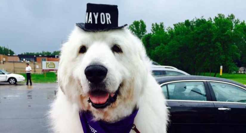 El cuatro veces reelegido alcalde de perros de los Estados Unidos dejará su cargo por jubilación