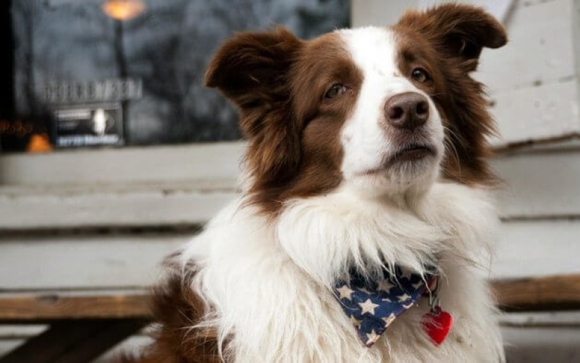 El cuatro veces reelegido alcalde de perros de los Estados Unidos dejará su cargo por jubilación