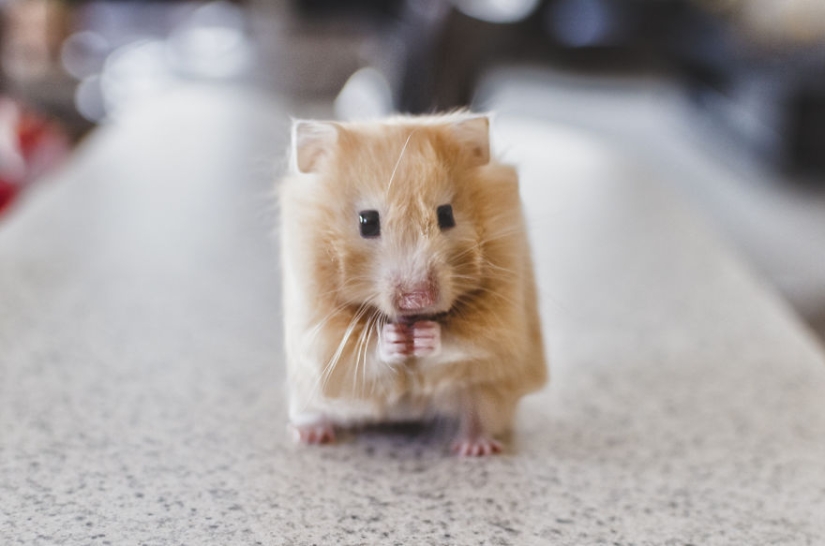 El diseñador hace animales al estilo de Minecraft. El diseñador hace animales al estilo de Minecraft.