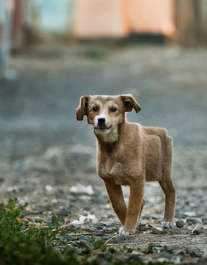 El diseñador hace animales al estilo de Minecraft. El diseñador hace animales al estilo de Minecraft.