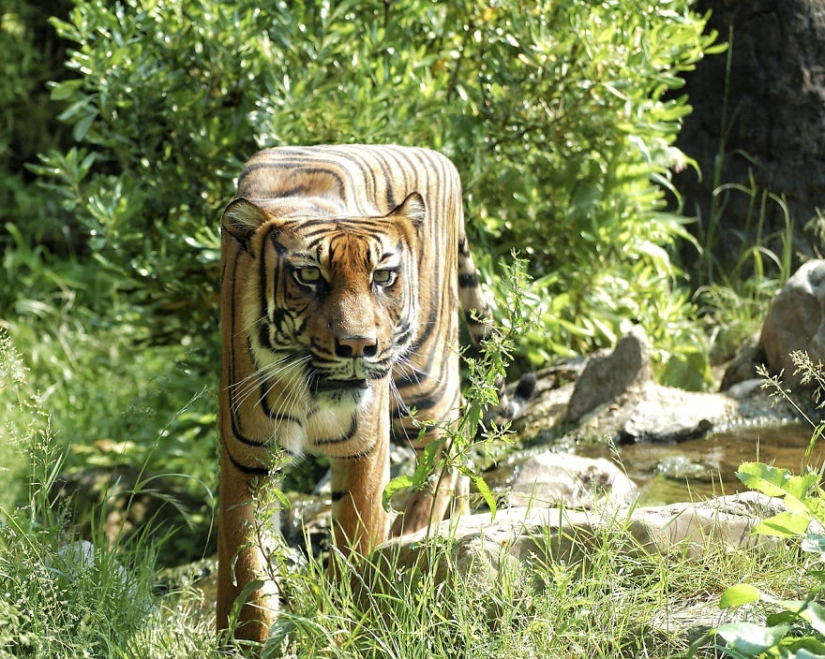 El diseñador hace animales al estilo de Minecraft. El diseñador hace animales al estilo de Minecraft.