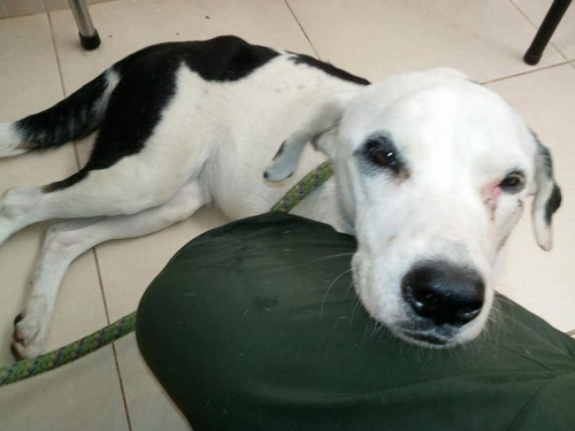 El dueño dejó al perro en el aeropuerto y ella murió a causa de un "corazón roto"