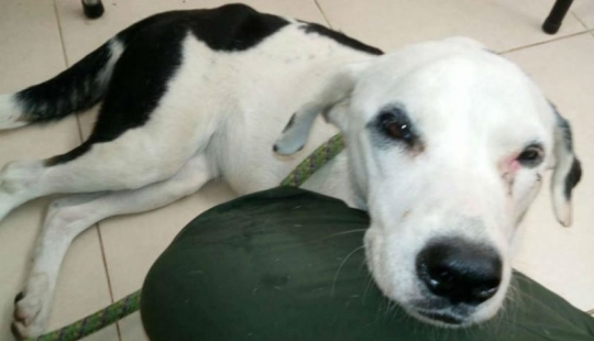 El dueño dejó al perro en el aeropuerto y ella murió a causa de un "corazón roto"