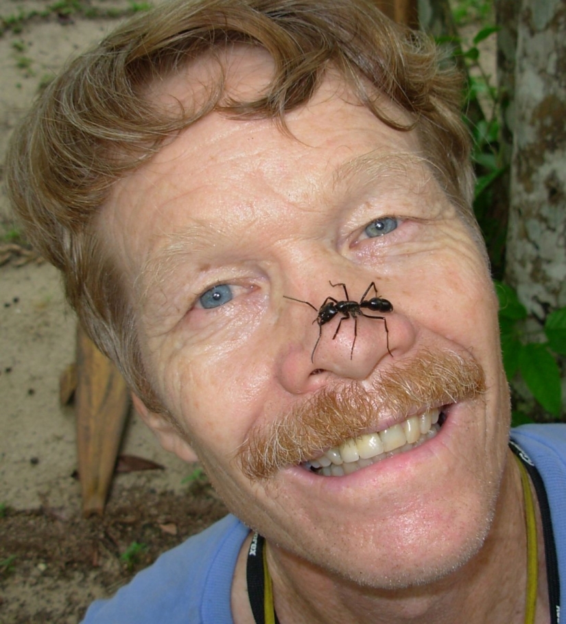 El entomólogo experimentó las picaduras de insectos más dolorosas y compiló una escala de dolor El entomólogo experimentó las picaduras de insectos más dolorosas y compiló una escala de dolor