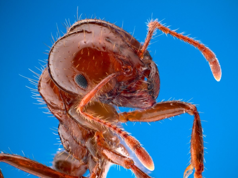 El entomólogo experimentó las picaduras de insectos más dolorosas y compiló una escala de dolor El entomólogo experimentó las picaduras de insectos más dolorosas y compiló una escala de dolor
