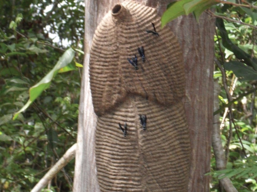 El entomólogo experimentó las picaduras de insectos más dolorosas y compiló una escala de dolor El entomólogo experimentó las picaduras de insectos más dolorosas y compiló una escala de dolor