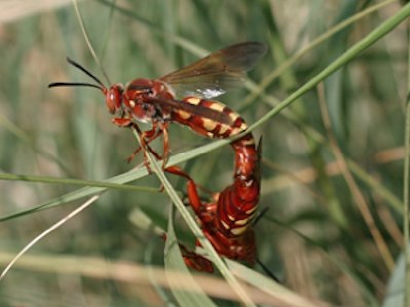 El entomólogo experimentó las picaduras de insectos más dolorosas y compiló una escala de dolor El entomólogo experimentó las picaduras de insectos más dolorosas y compiló una escala de dolor