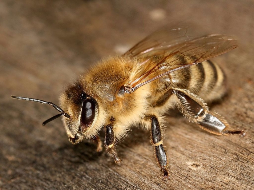 El entomólogo experimentó las picaduras de insectos más dolorosas y compiló una escala de dolor El entomólogo experimentó las picaduras de insectos más dolorosas y compiló una escala de dolor