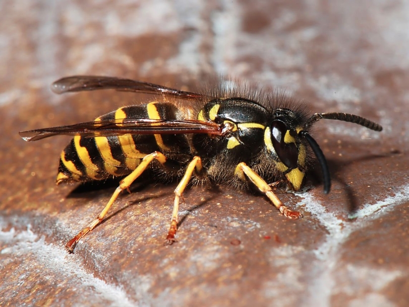 El entomólogo experimentó las picaduras de insectos más dolorosas y compiló una escala de dolor El entomólogo experimentó las picaduras de insectos más dolorosas y compiló una escala de dolor
