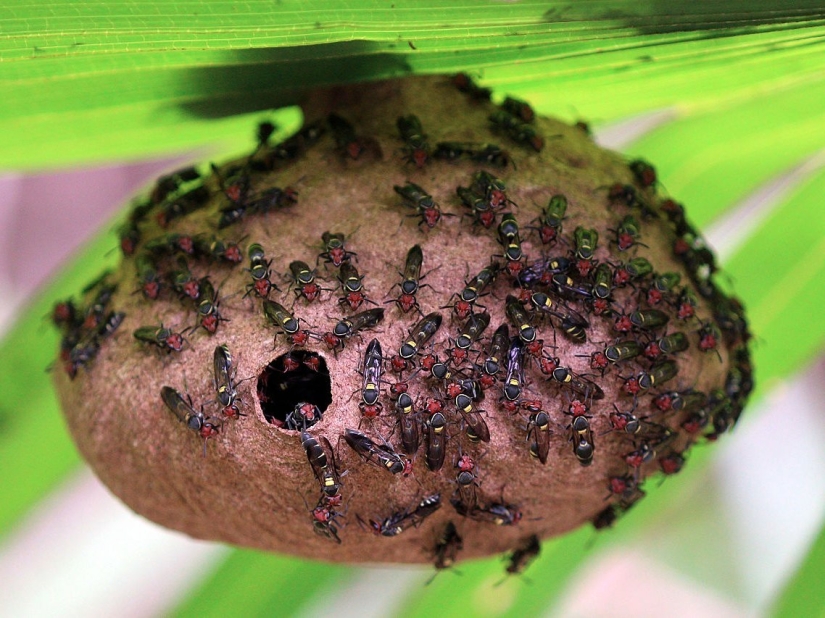 El entomólogo experimentó las picaduras de insectos más dolorosas y compiló una escala de dolor El entomólogo experimentó las picaduras de insectos más dolorosas y compiló una escala de dolor