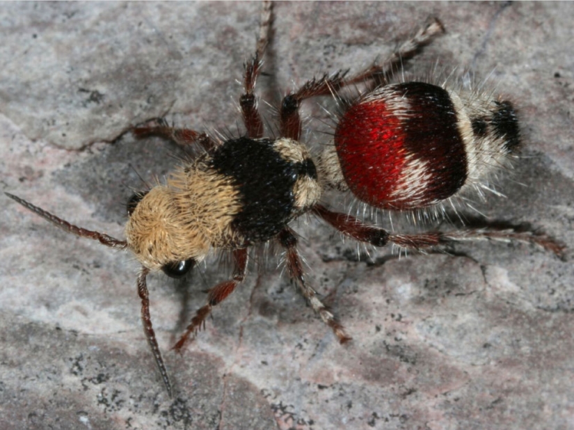 El entomólogo experimentó las picaduras de insectos más dolorosas y compiló una escala de dolor El entomólogo experimentó las picaduras de insectos más dolorosas y compiló una escala de dolor