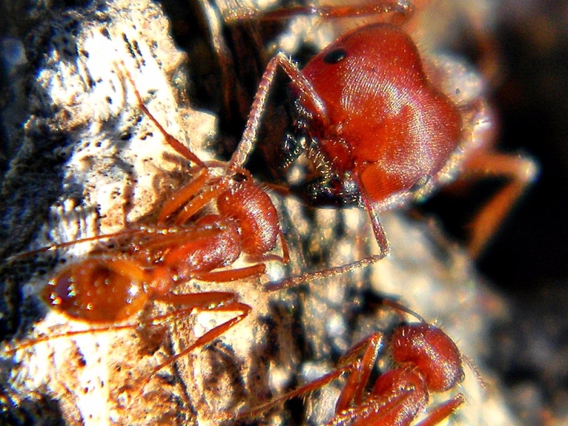El entomólogo experimentó las picaduras de insectos más dolorosas y compiló una escala de dolor El entomólogo experimentó las picaduras de insectos más dolorosas y compiló una escala de dolor