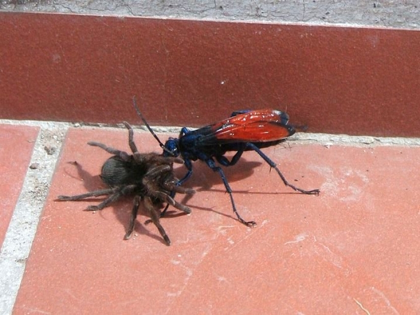El entomólogo experimentó las picaduras de insectos más dolorosas y compiló una escala de dolor El entomólogo experimentó las picaduras de insectos más dolorosas y compiló una escala de dolor