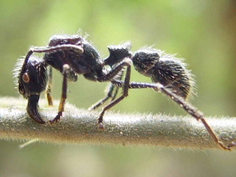 El entomólogo experimentó las picaduras de insectos más dolorosas y compiló una escala de dolor El entomólogo experimentó las picaduras de insectos más dolorosas y compiló una escala de dolor