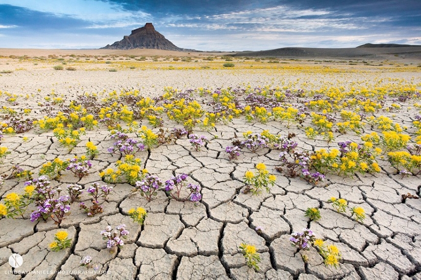 El floreciente desierto de Anza-Borrego El floreciente desierto de Anza-Borrego