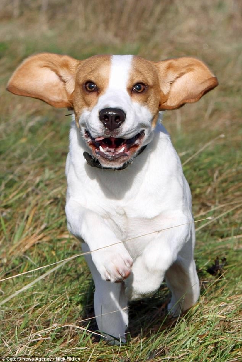 El fotógrafo tomó una foto de perros corriendo, y es muy divertido El fotógrafo tomó una foto de perros corriendo, y es muy divertido